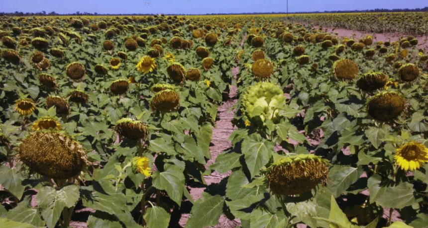 Con ventaja económica sobre la soja, el girasol se consolida como una opción firme en la zona núcleo