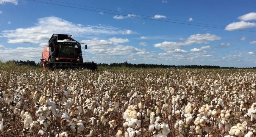 Lluvias impulsan la siembra de maíz y girasol, y cierran el ciclo del algodón