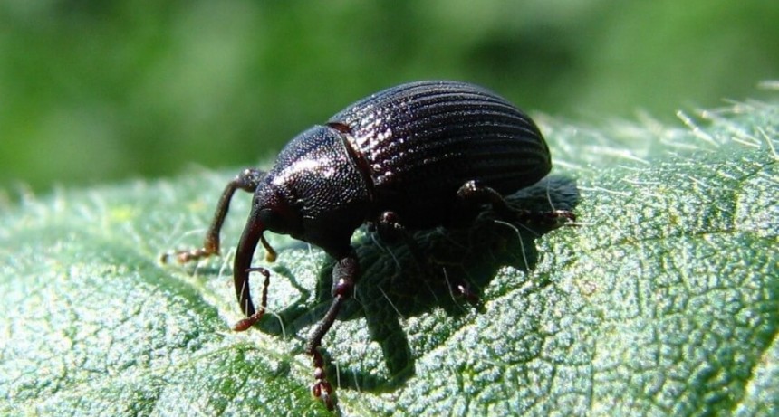 El picudo negro, la nueva plaga que amenaza a la soja: “Hay que prevenir su avance”