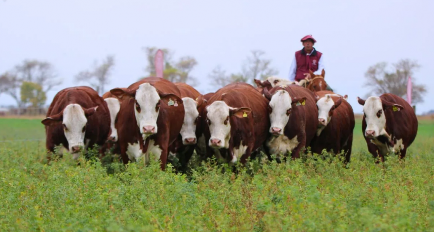Los precios históricos no eximen a los ganaderos de ser eficientes y crece la demanda de reproductores