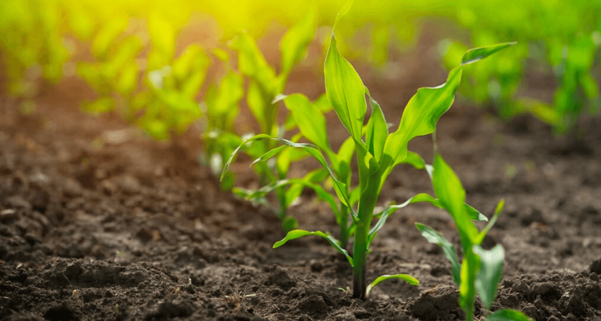 Confirmado: la siembra de maíz tendrá una fuerte recuperación y quedará al borde del récord
