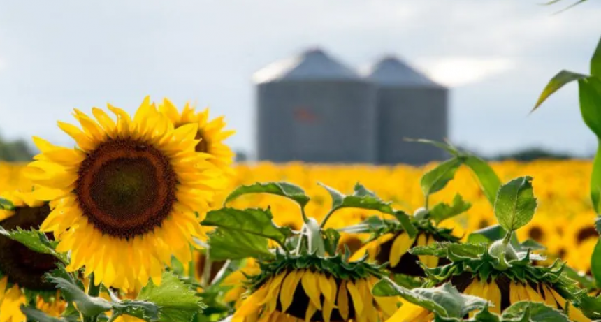 Récord histórico en la molienda de girasol: más de 487 mil toneladas en julio