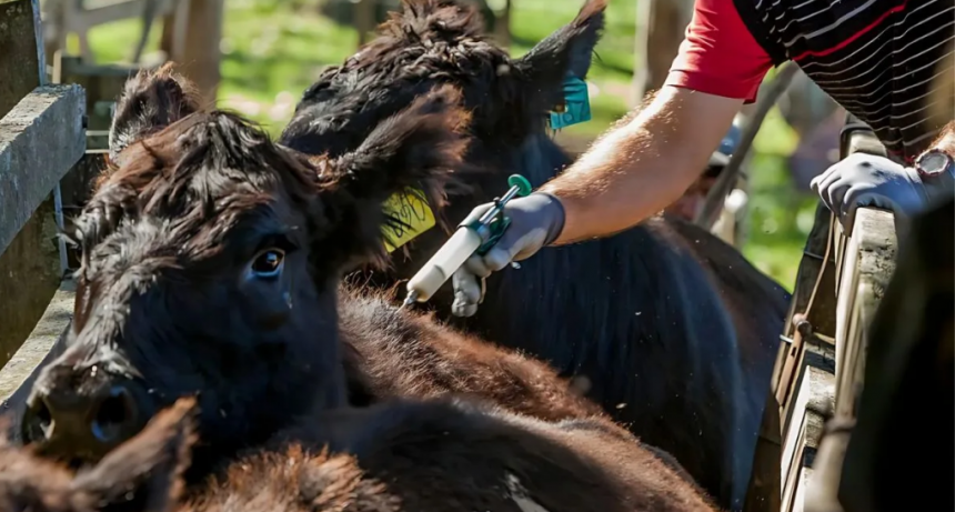 Senasa volvió a desilusionar a los ganaderos: el cambio en la vacunación antiaftosa “todavía no sale”