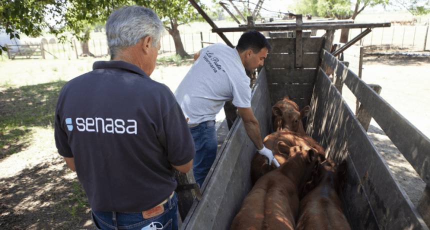 Fiebre aftosa: la Sociedad Rural insiste por un “esquema sanitario más ambicioso”, sin vacunación