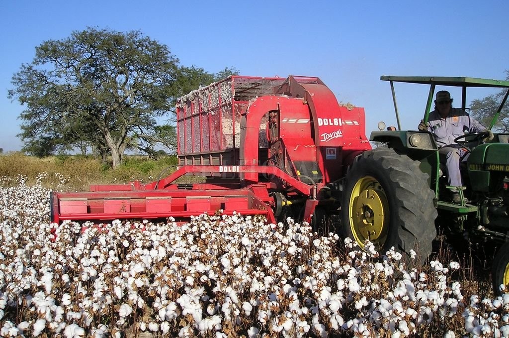 Abren inscripción para productores algodoneros 