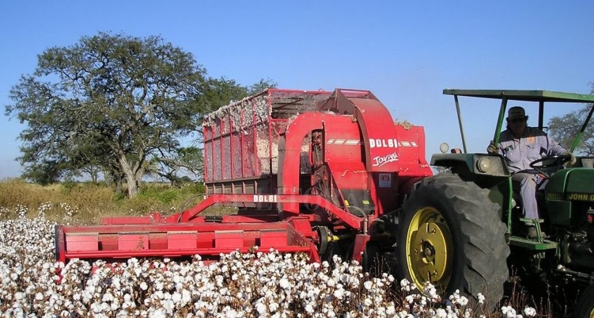 Abren inscripci&oacute;n para productores algodoneros 