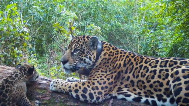 Esteros del Iberá: nacieron dos yaguaretés y suman 12 los ejemplares silvestres en el área