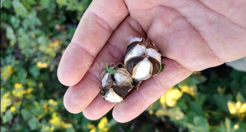  Se derrumbó casi 35% la cosecha de algodón en Santa Fe