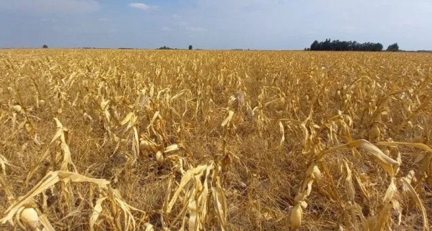 Cómo afecta el invierno más seco de los últimos 27 años a la producción de Santa Fe