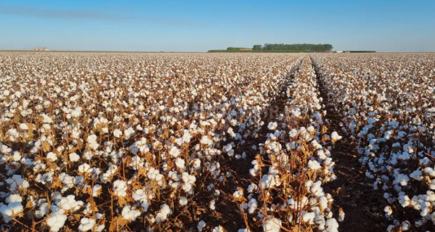 Anticipan capacitación algodonera  