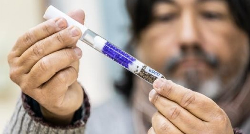 Cannabis medicinal: en Santa Fe trabajan en el mejoramiento genético de semillas