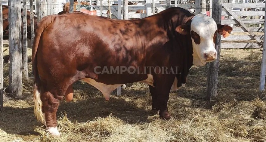 Argentina tiene el mejor Braford del mundo