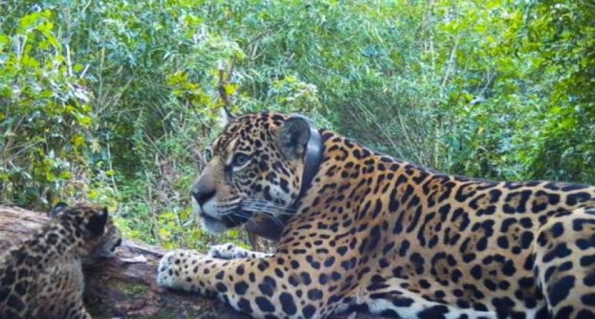 Esteros del Iberá: nacieron dos yaguaretés y suman 12 los ejemplares silvestres en el área