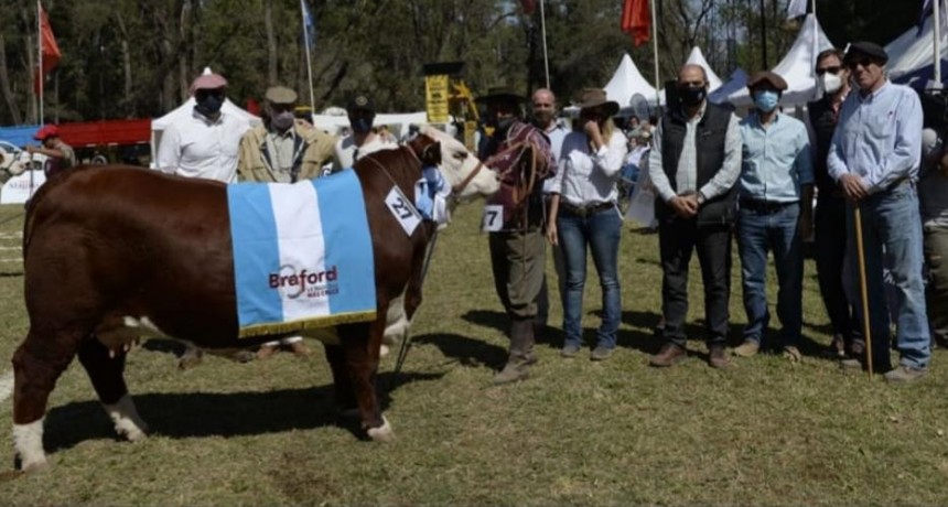 Las 3 razas más influyentes en la ganadería del norte argentino se dan cita esta semana en Santiago