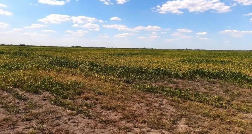 Las lluvias no alcanzaron y la producción de trigo será la más baja en siete años