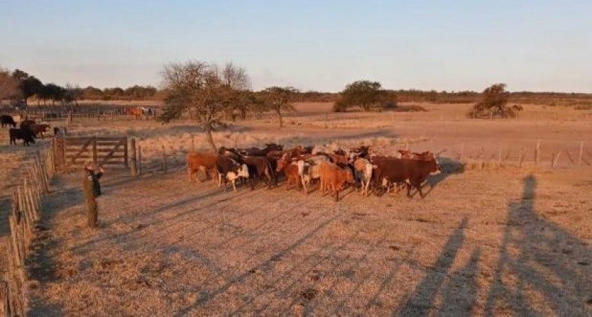 Logroño: prisión preventiva para un peón rural por sustraer ganado del campo donde trabajaba