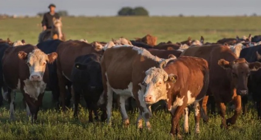 Con un mercado más flexible, la salida de vacas vuelve a generar caja para el productor