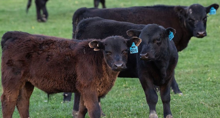 ¿Cómo quedó la brecha entre el ternero y el novillo?