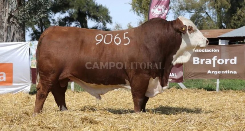  Un toro para cada rodeo 