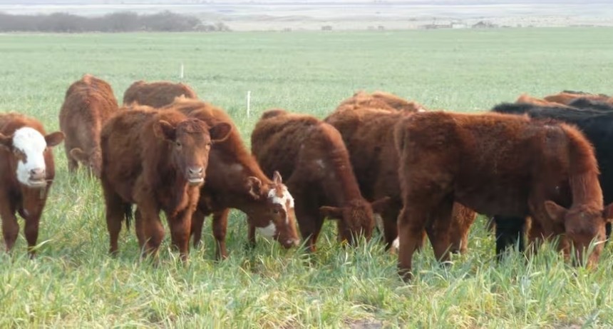 Es un buen momento para vender novillos y comprar insumos ganaderos