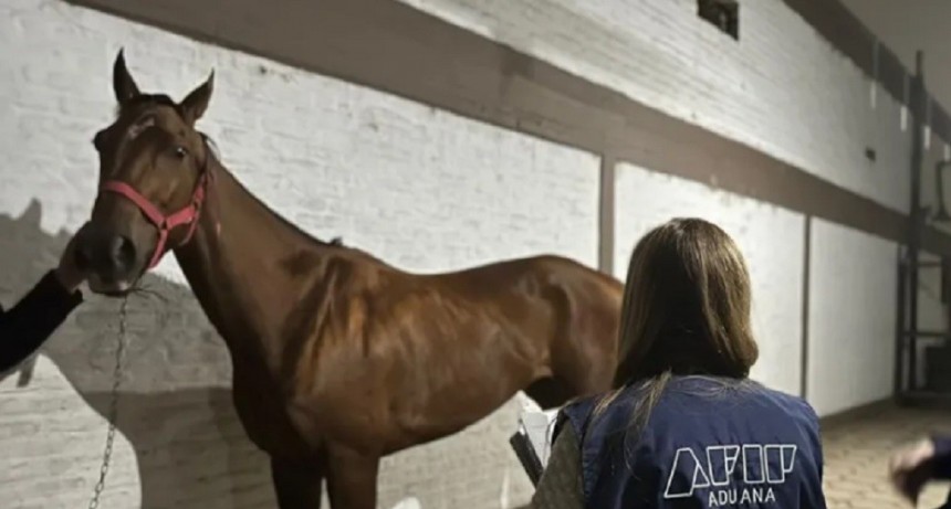 Aduana investiga el intento de exportación irregular de la yegua más rápida del país