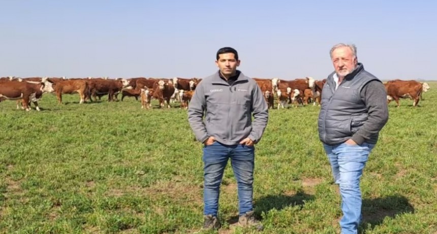 El “Gran Hermano” de las vacas: con chips, registran información clave de 7000 animales