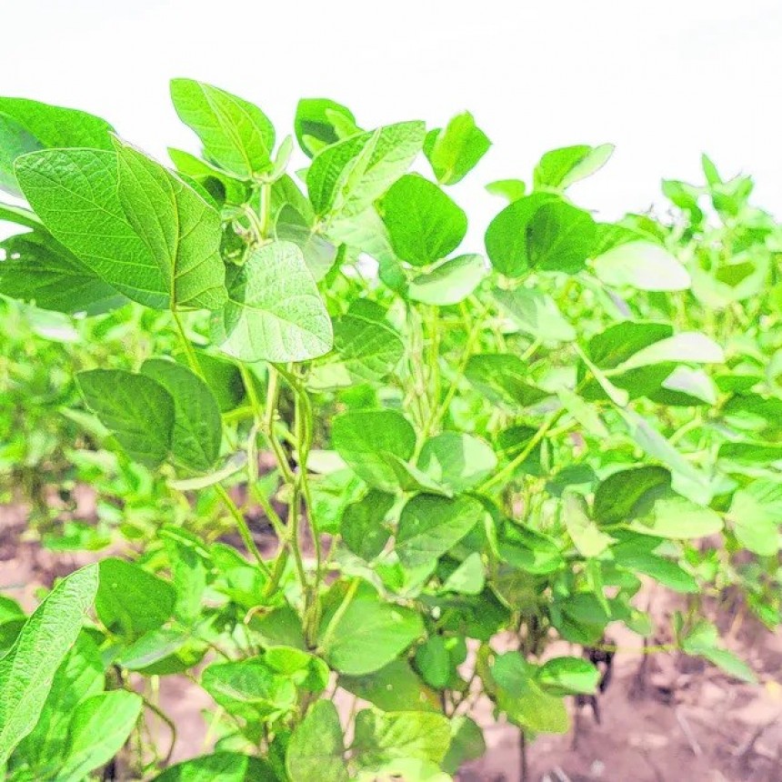 Tras la seca, el agro va por 136 millones de toneladas