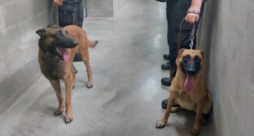 Habrá más perros para rastrear cannabis, pólvora y celulares en las cárceles santafesinas