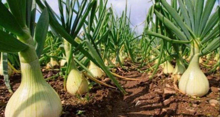 Presentan cebolla dulce santiagueña para exportar a Estados Unidos