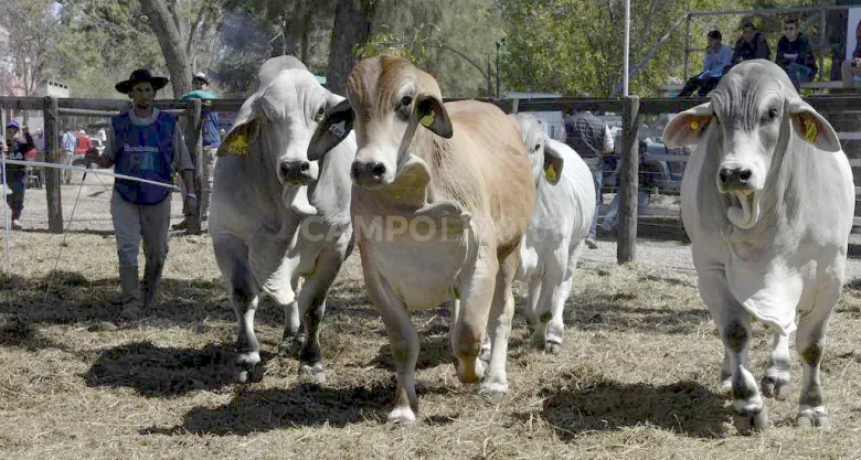 Llega una nueva edición de ExpoBra