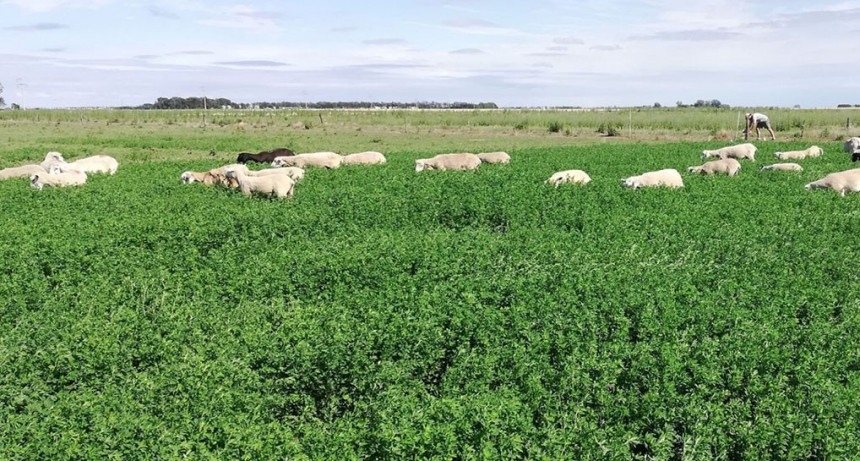 Desarrollan una nueva variedad de alfalfa, ideal para pastoreo directo