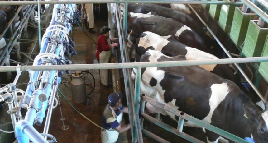 Lechería: sin pagar retenciones, ¿cuánto más cobrará el tambero?