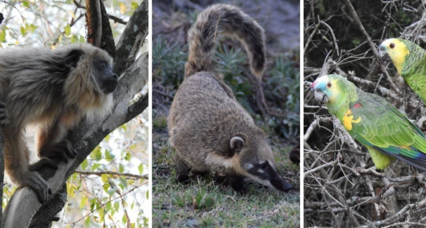 Cómo fue el increíble rescate y la liberación de monos carayá, coatíes y loros 