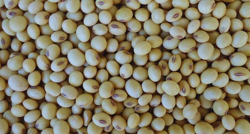 Desarrollaron en el INTA un cultivar de soja “todo terreno” resistente a enfermedades