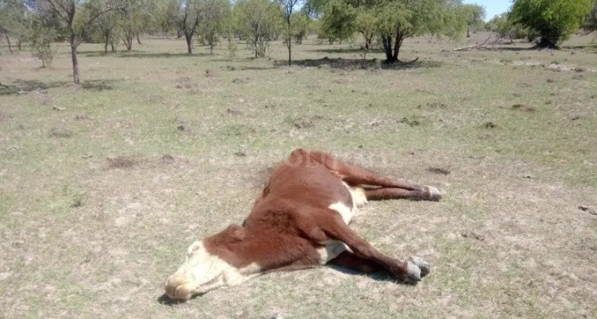 Nación homologó la emergencia agropecuaria en Santa Fe hasta marzo de 2024 