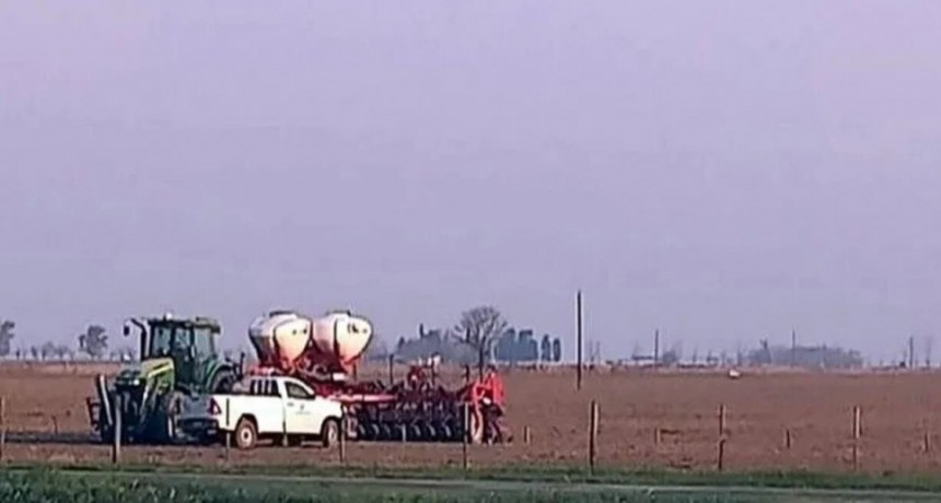 Sequía mata chicharrita: la falta de humedad se impone y retrocede 20% la intención de siembra de maíz de primera 