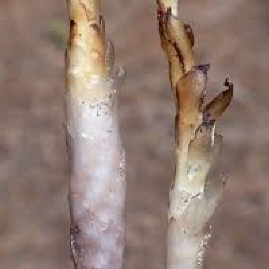 Orobanche cumana: una amenaza para el girasol argentino