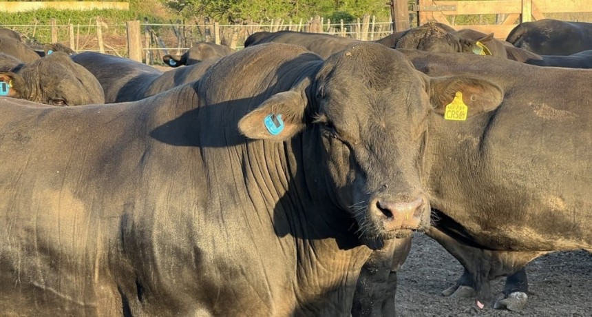 Digitalización ganadera: en busca de la 