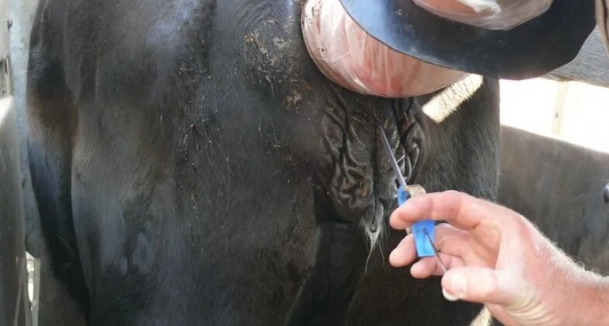 La Unión Europea suspende la importación de carne de hembras brasileñas por uso de estradiol 