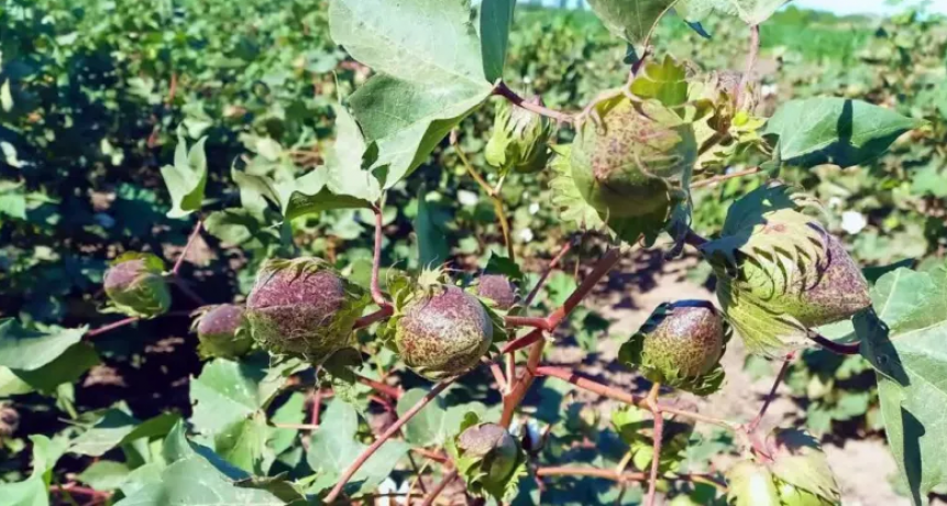 El algodón de fibras extralargas del INTA llega a la industria textil
