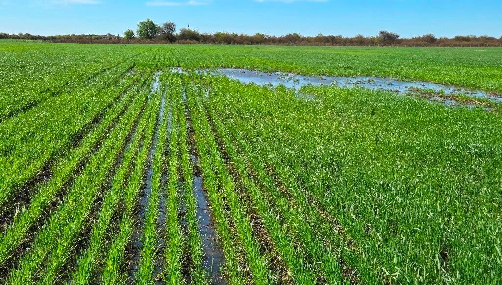 Las lluvias no cortan la ilusión: más del 95% del trigo sigue en condiciones de buenas a excelentes