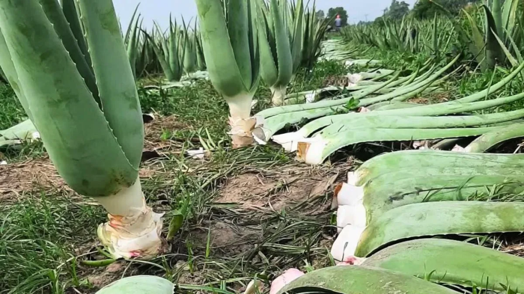 Aloe vera en el agro santafesino: alternativas, turismo y posibilidades de exportación