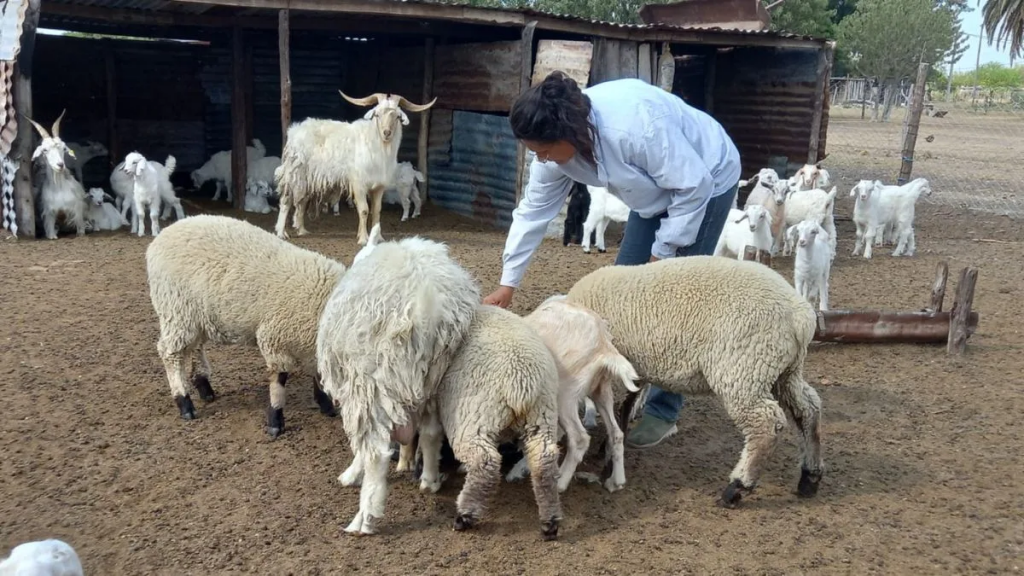 Cuña Boscosa: pequeños productores reclaman asistencia tras la sequía y denuncian desinterés oficial