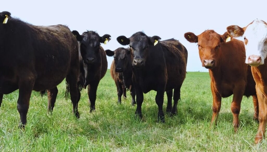 Pastoreo en alfalfa: el INTA reveló las pautas para elevar hasta 30% la producción de carne