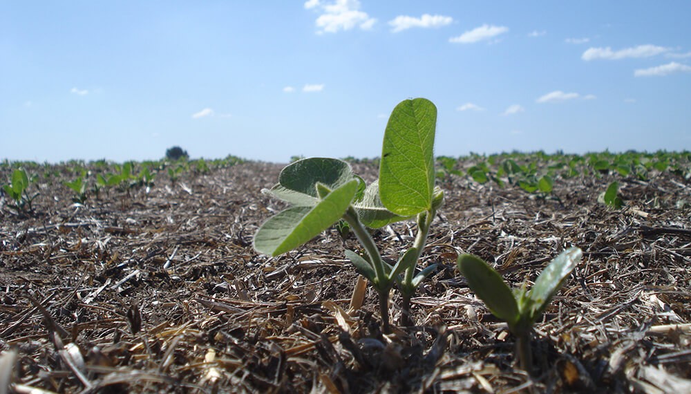 Por el avance del maíz y el girasol, la soja pierde terreno: se sembrarán 800.000 hectáreas menos