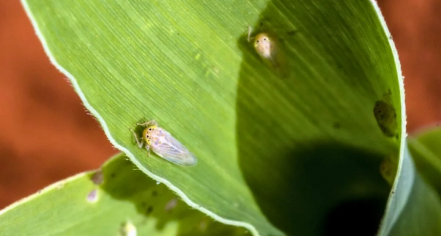 La chicharrita retrocede y mejora las perspectivas para el maíz temprano