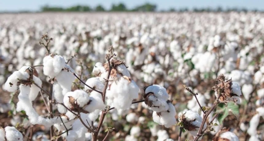 Investigadores de toda Latinoamérica llegan a Reconquista para debatir sobre el algodón