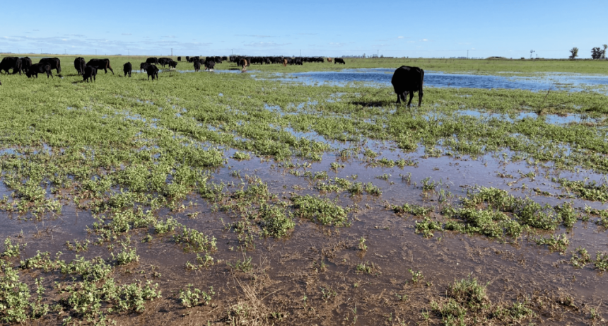 Nuevo ciclo, sin grandes cambios: mucha agua, malos márgenes y nulas políticas agropecuarias