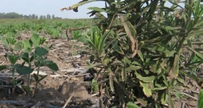 Un mapa que crece y preocupa: hay 25,8 millones de hect&aacute;reas con malezas resistentes o tolerantes