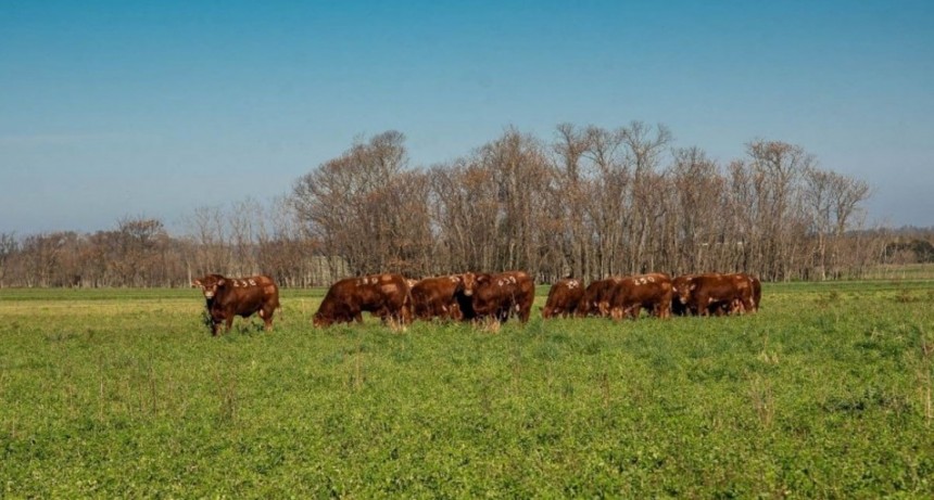 Mayor eficiencia, la clave para la rentabilidad ganadera en el nuevo escenario económico